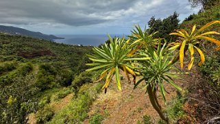 Los Castro - Barlovento - La Palma La Palma 2024