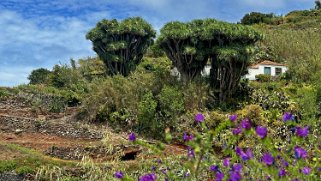 Dragonnier des Canaries - Los Castro - Barlovento - La Palma La Palma 2024