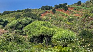 Dragonnier des Canaries - Los Castro - Barlovento - La Palma La Palma 2024