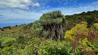 Dragonnier des Canaries - Los Castro - Barlovento - La Palma La Palma 2024