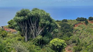 Dragonnier des Canaries - Los Castro - Barlovento - La Palma La Palma 2024