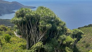 Dragonnier des Canaries - Los Castro - Barlovento - La Palma La Palma 2024