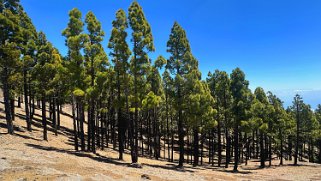 Ruta de los volcanes - La Palma La Palma 2024