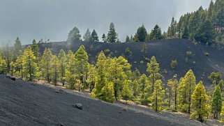 Ruta de los volcanes - La Palma La Palma 2024