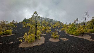 Ruta de los volcanes - La Palma La Palma 2024