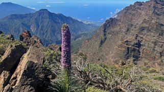 Parc national de la Caldeira de Taburiente - La Palma Parc national de la Caldeira de Taburiente - La Palma