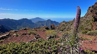 Pared de Roberto - La Palma La Palma 2024