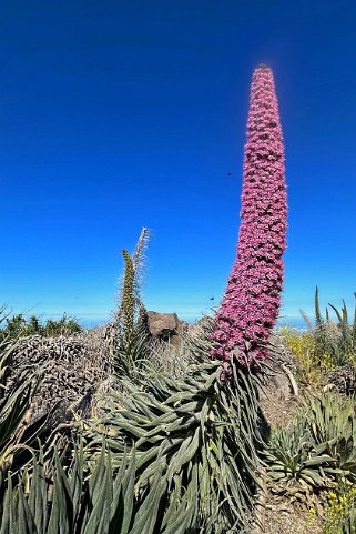 Echium wilpretii ssp. trichosiphon - La Palma La Palma 2024