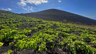 Montana de Mago 410 m - La Palma La Palma 2024