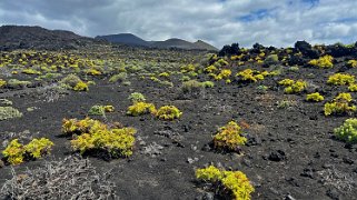 Fuencaliente - La Palma La Palma 2024