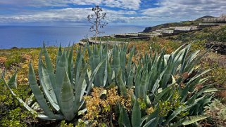 Barranco Hondo de Nogales - La Palma La Palma 2024