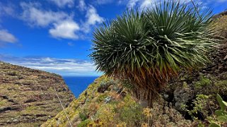 Barranco Hondo de Nogales - La Palma La Palma 2024