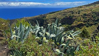 Barranco Hondo de Nogales - La Palma La Palma 2024