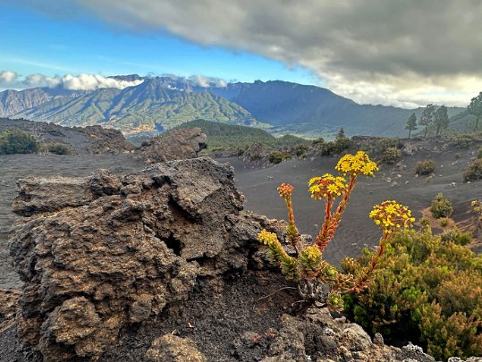 El Pilar - Montana de los Charcos La Palma - Canaries - Espagne