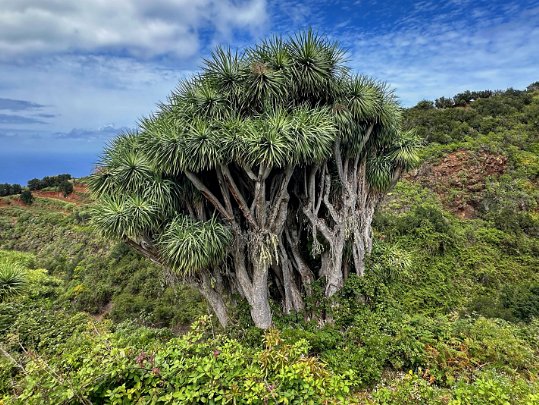 Los Castro - Barlovento La Palma - Canaries - Espagne