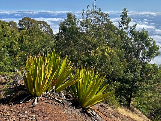 Portela - Mosteiros Fogo - Cap-Vert
