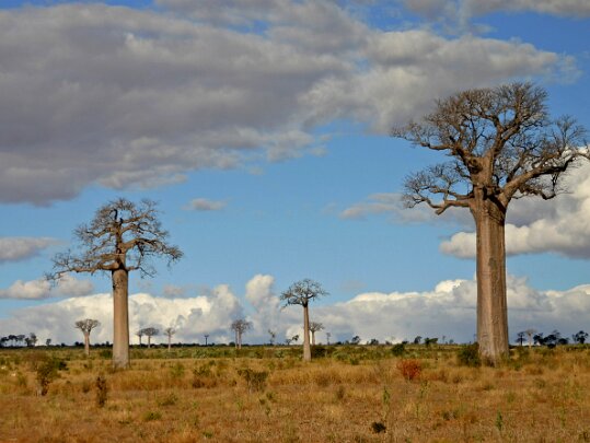 Madagascar 2008 Madagascar